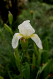 Iris germanica 'Florentina' RCP4-09 245.jpg